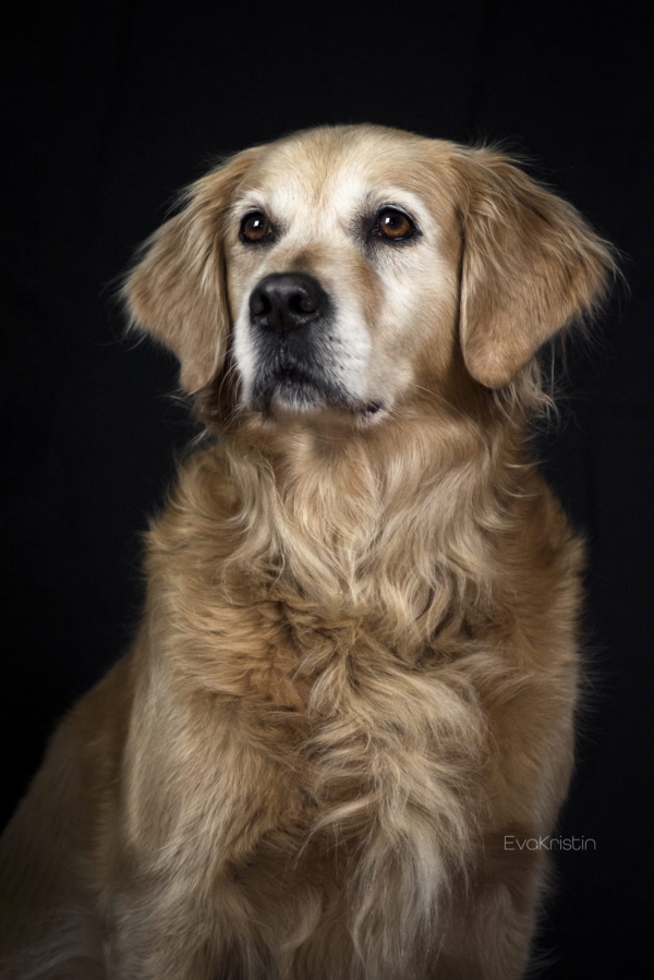 Hundeportrait im Studio