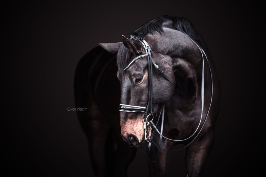 Pferdeportrait im Studio