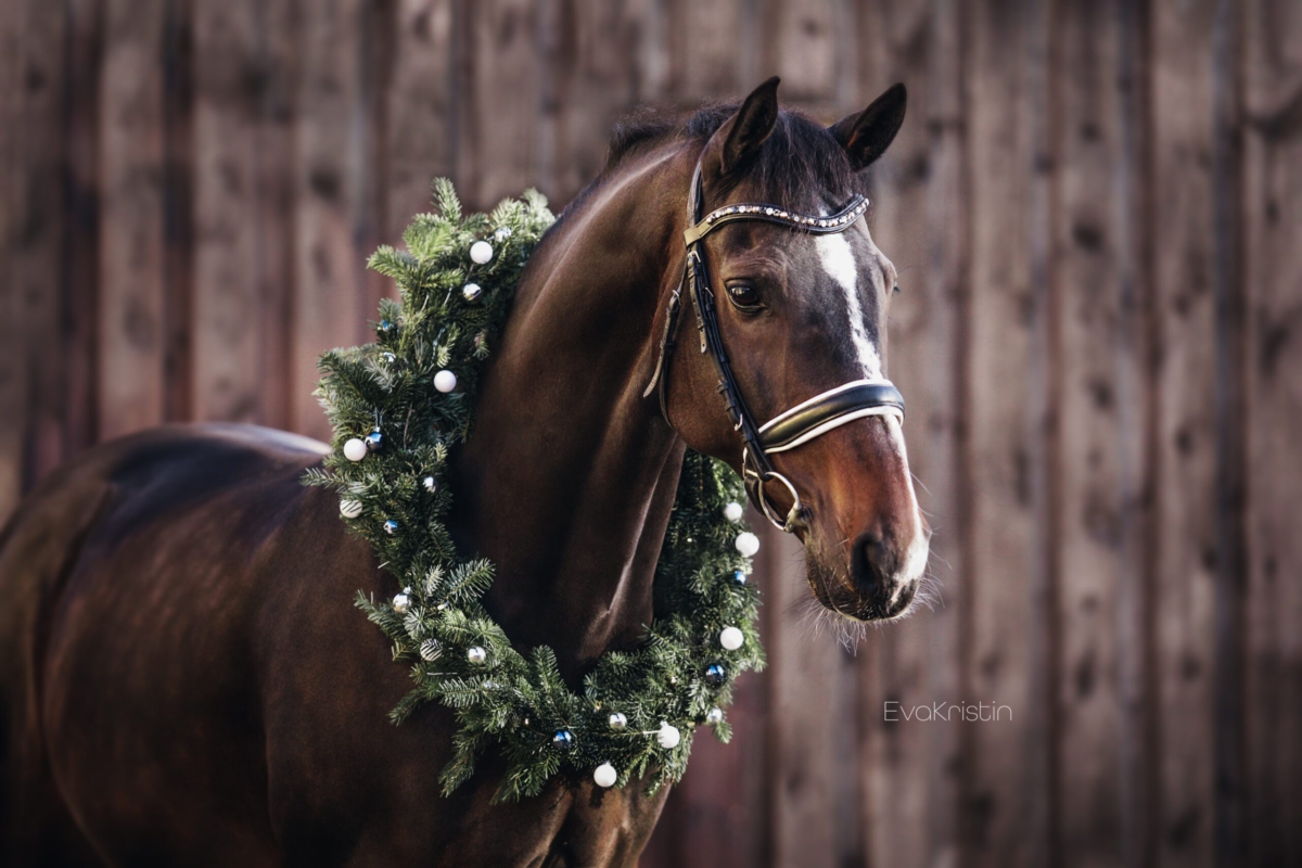 logo kristinbartels 201219 Weihnachtsshooting 2686 scaled